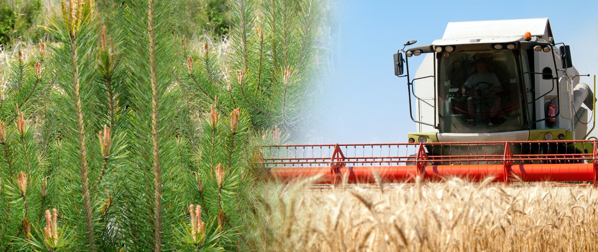 Combine harvests wheat on a field in sunny summer day