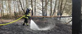 Strażacy dogaszają spalony las